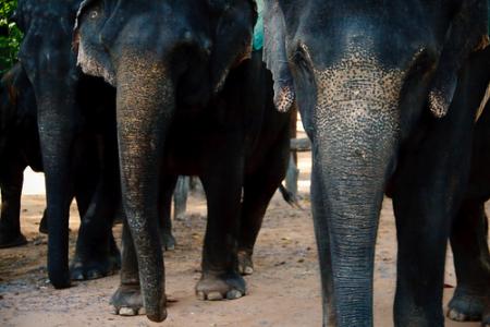 camboya-elefantes.jpg