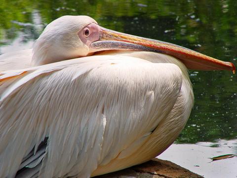 pelicanos.jpg